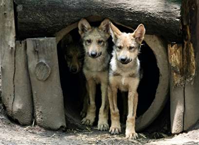 Eight wolf cubs the star attraction at Mexico City zoo