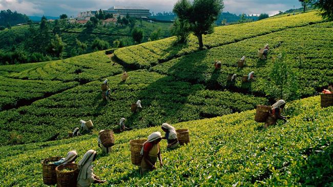 Sri Lanka planning to settle Iran oil dues with tea