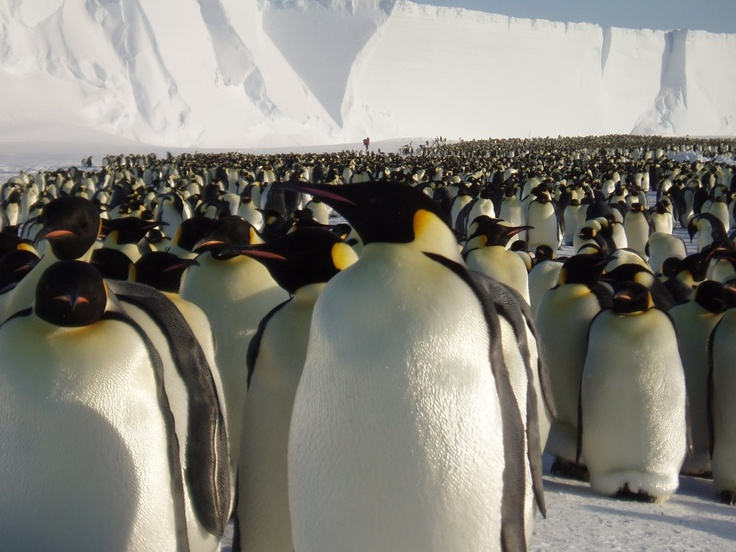 World's biggest king penguin colony shrinks 90 percent