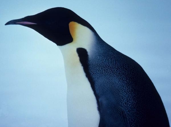 World's biggest king penguin colony shrinks 90 percent