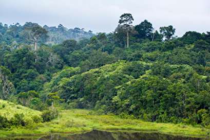 'Natural enemies' theory doesn't fully explain rainforests' biodiversity