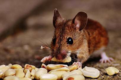 Study: Mice healthier, live longer with increased daily fasting times