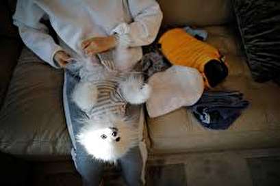 Like a son but cheaper: harried South Koreans pamper pets instead of having kids