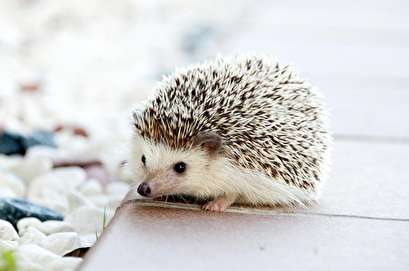 CDC: Snuggling pet hedghog may spread salmonella