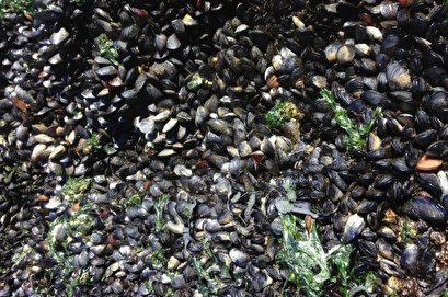 Infectious cancer affecting mussels spread across the Atlantic