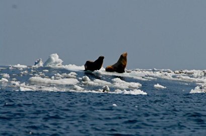 Melting Arctic ice accelerates spread of deadly virus in marine mammals