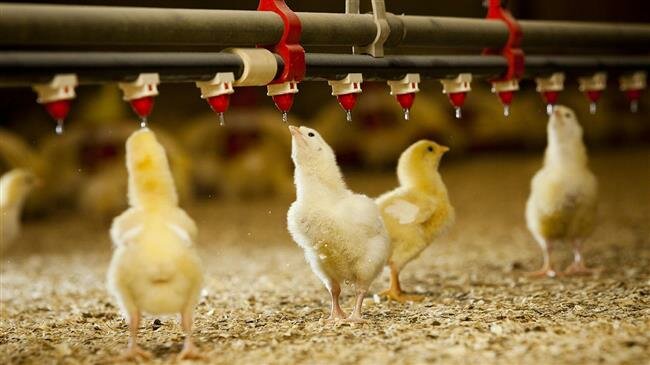 Iran report %20 percent surge in chicken production amid overcapacity