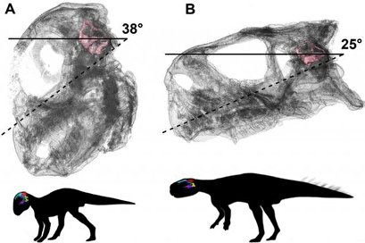 Study details dinosaur brain development from baby to adult