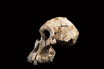 Face of Lucy's ancestors revealed by 3.8 million-year-old skull in Ethiopia