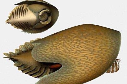 Paleontologists find new Cambrian predator species with rake-like claws