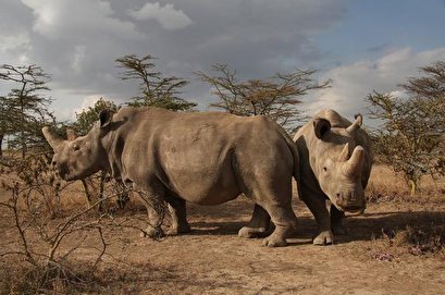 Fertility experts aim to help save northern white rhinos from extinction