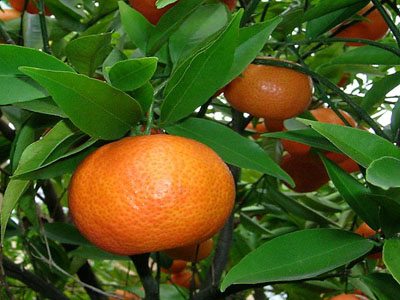 برای نخستین بار در دنیا ، باغدار مازندرانی در برداشت پرتقال رکوردشکنی کرد