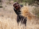 ‏300 هزار تن گندم در ایلام تولید می‌شود
