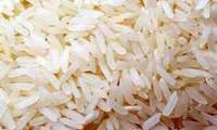 كاهش كشت ارقام پرمحصول برنج نسبت به سال گذشته