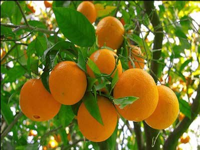اشباع تولید پرتقال تامسون در کشور