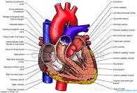نارسایی قلبی چیست ؟