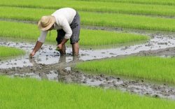 آغاز کاشت شلتوک برنج در شیروان چرداول‏
