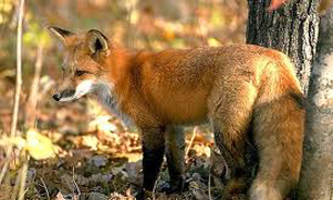 فیلم / حمله روباه هاي گرسنه به روستا