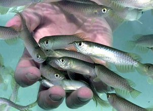 رهاسازی 100 هزار قطعه بچه ماهی در رودخانه زهره هندیجان
