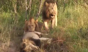 فیلم / حمله گروهی شیرها به هم نوع خود