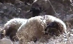 فیلم / تلف شدن  126 راس گوسفند بر اثر ريزش کوه