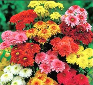 افزون بر 145 میلیون شاخه انواع گل در خوزستان تولید شد