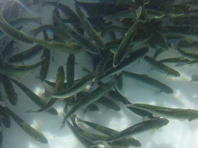 142 قطعه ماهی خاویاری در رامسر تلف شد
