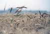 برداشت گندم در مهران از پنجم اردیبهشت آغاز می شود
