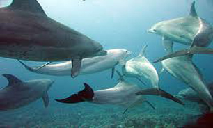 صيد دلفين در ژاپن + فیلم