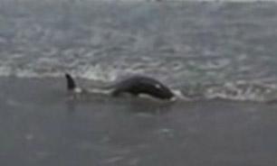 مرگ چهارصد دلفین در سواحل پرو + فیلم