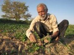 اجرای الگوی کشت فرصتی برای به توسعه ای پایدار