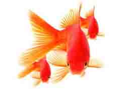 شیشه عمر "ماهی قرمز"در دست خریداران