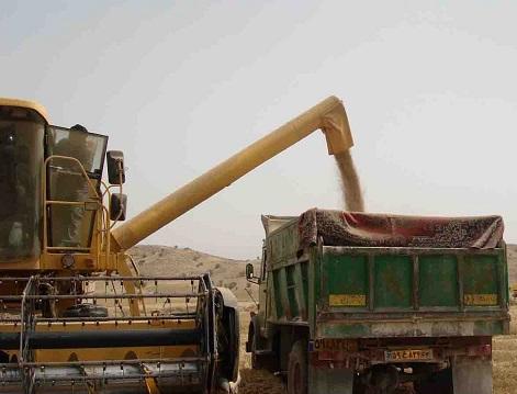 دولت در برداشت و فروش محصول گندم کشاورزان گچساران همکاری می کند