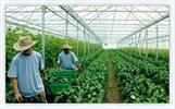 بهره‌برداري از 231 طرح توسعه کشاورزی در شادگان