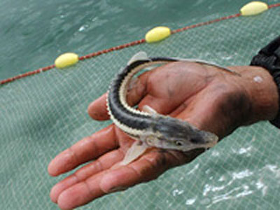 شنای آزاد ماهیان خاویاری در دریای شمال