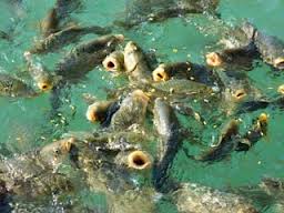 بافق مرکز تولید ماهی تیلاپیا در کشور/رشدتولید آبزیان در استان یزد