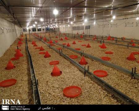 سالانه 130 تن مرغ سبز ( ارگانیک ) در اندیمشک تولید می شود
