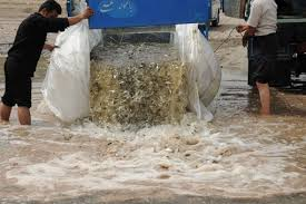 رهاسازی 500 هزار بچه ماهی قزل‌آلا در 100 استخر كشاورزي يزد