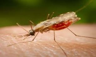 اتباع خارجی بیشترین تعداد مبتلایان به "مالاریا" در کشور