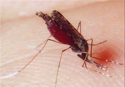 مالاریا در ایران کاهش یافت