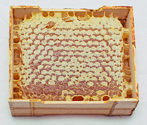 آغاز کوچ تولید کنندگان عسل طبیعی مازندران