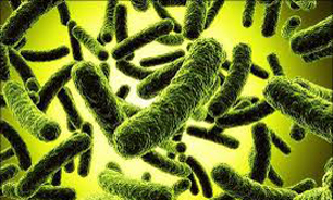 میکروبی که با مصرف آنتی بیوتیک‌ها مقاوم می‌شود