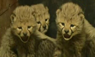 تولد چهار یوزپلنگ نادر در باغ وحش پراگ + فیلم