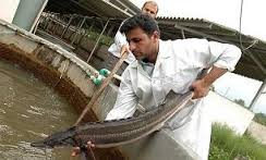 تولید 20 تن گوشت ماهیان خاویاری در قزوین