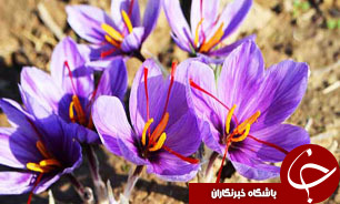 صادرات زعفران 22 درصد افزایش یافت/ امارات و اسپانیا، واردکنندگان اصلی زعفران ایرانی