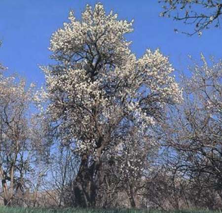 درختان بادام در تفت به شکوفه نشست