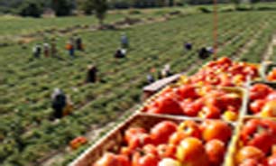 پیش بینی برداشت بیش از ۹۰ هزار تن گوجه فرنگی توکهور و هشتبندی میناب
