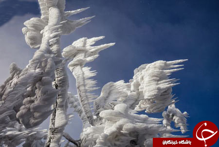 مجسمه های یخ زده + تصاویر