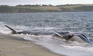 مرگ مرموز 100 نهنگ زامور