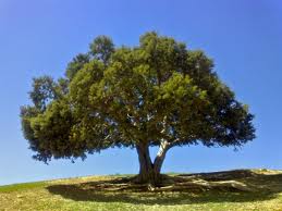 درخت ارس، نماد منابع طبيعي استان زنجان
